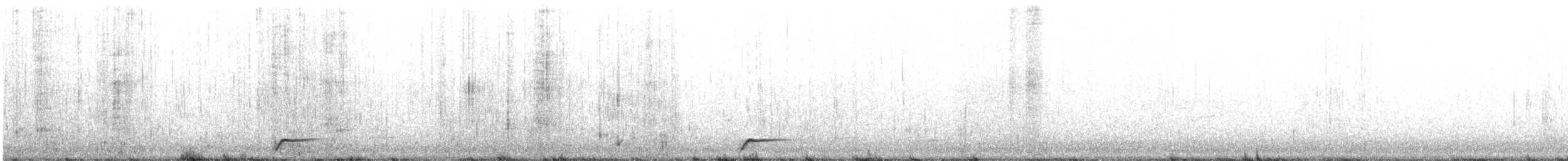 Musk Duck - ML623136343