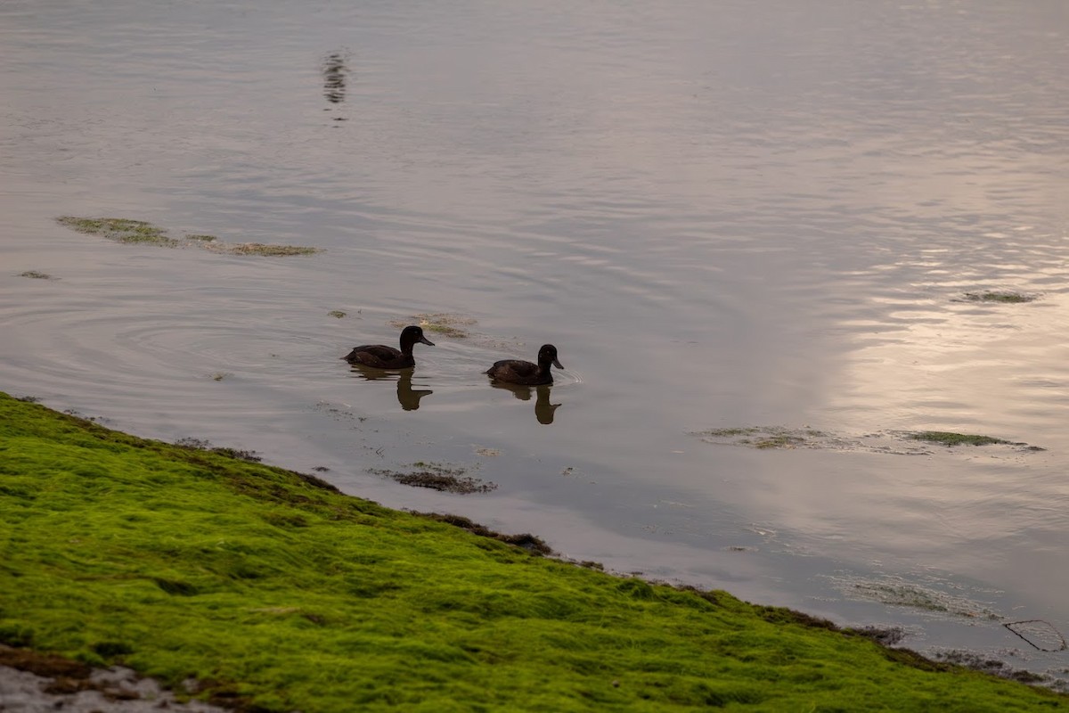 New Zealand Scaup - ML623136348