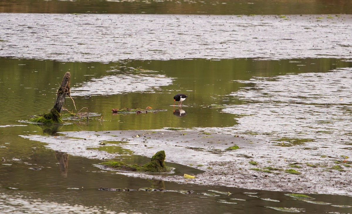 Variable Oystercatcher - ML623136352