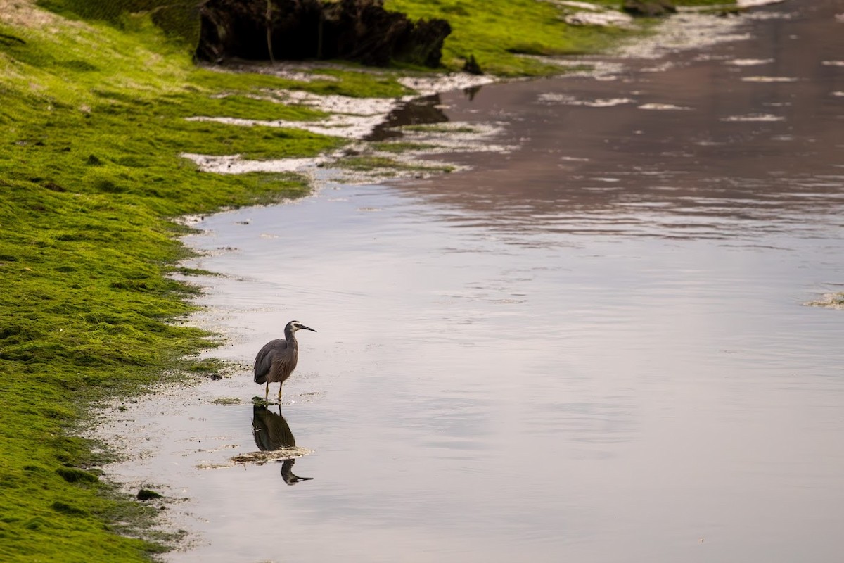 White-faced Heron - ML623136354