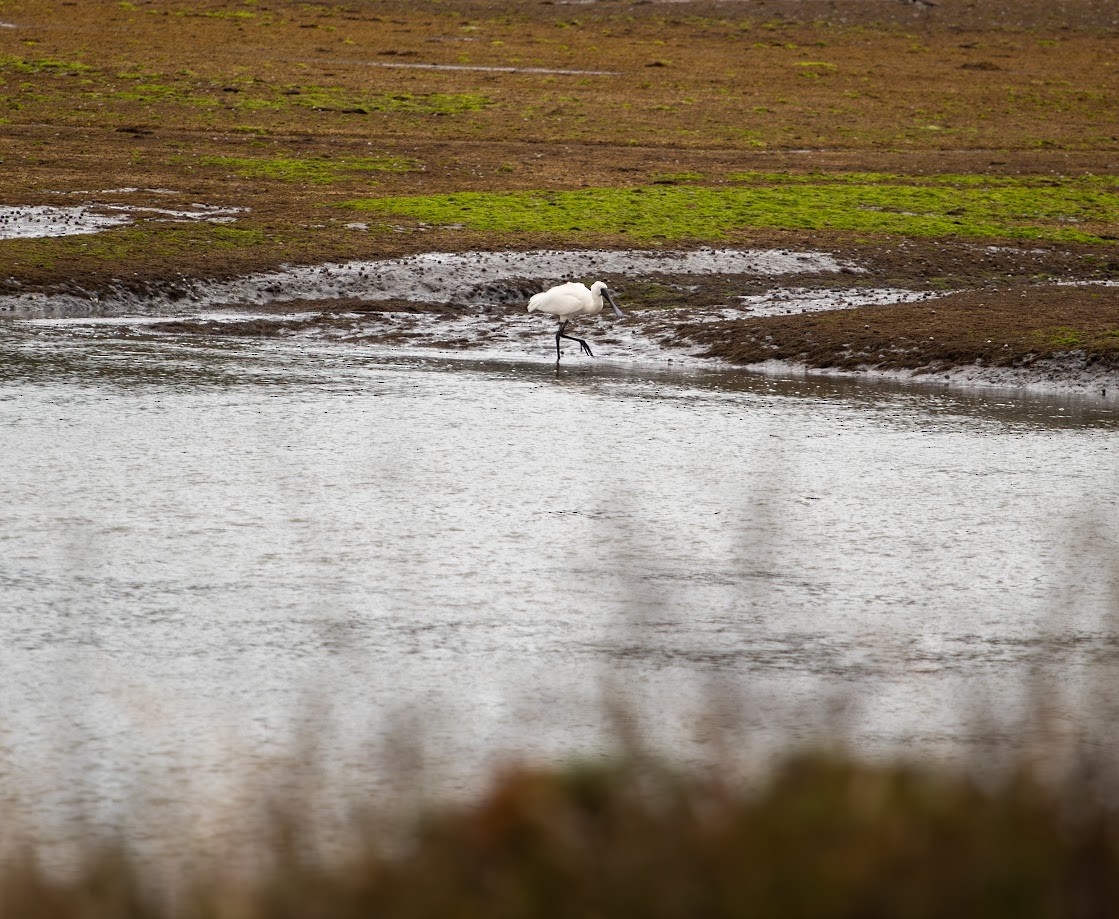 Royal Spoonbill - ML623136358