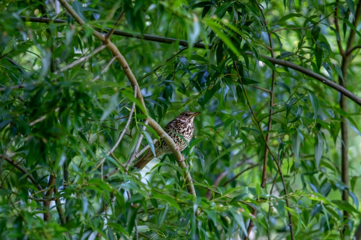Song Thrush - ML623136363