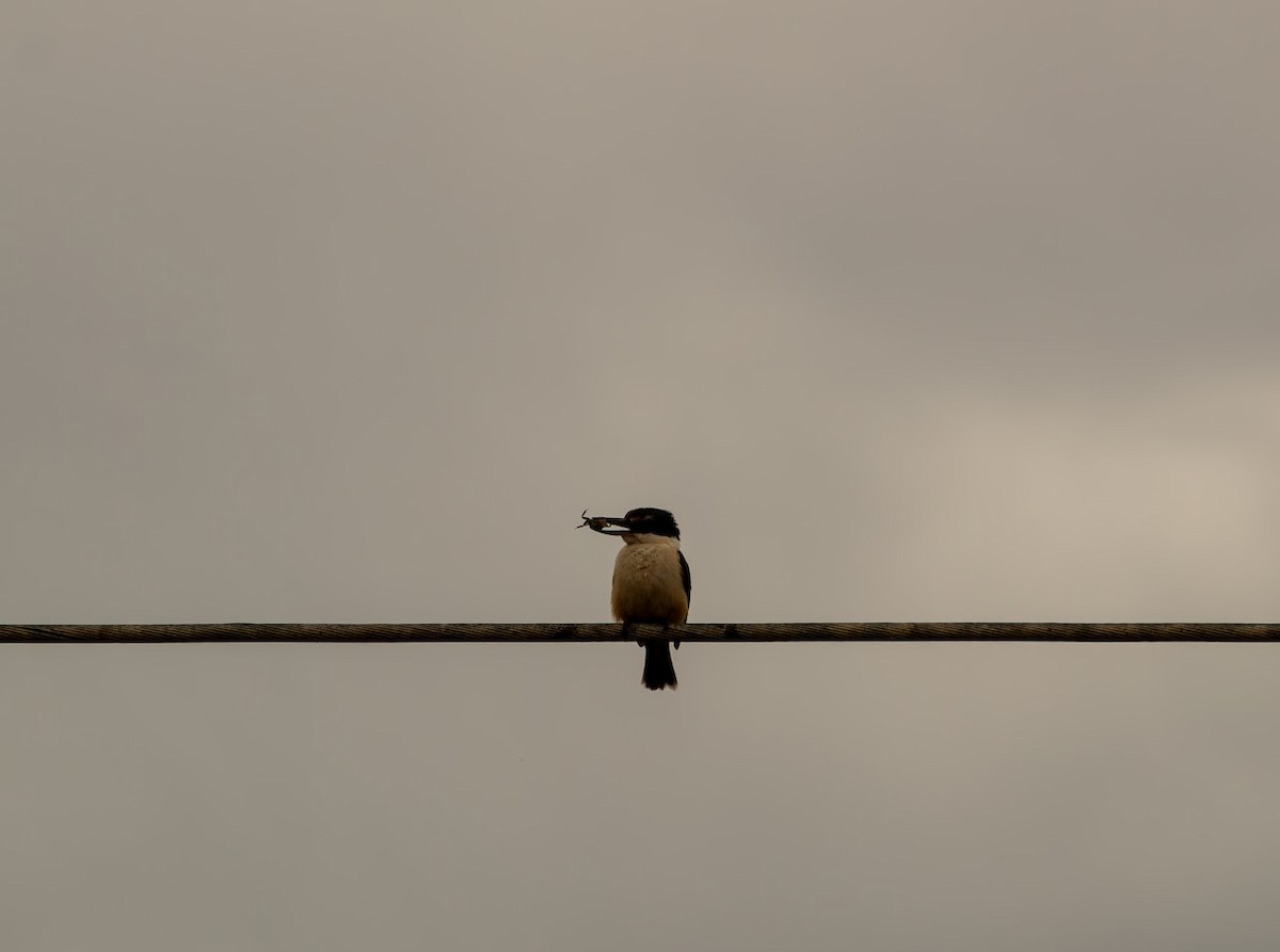 Sacred Kingfisher - ML623136364