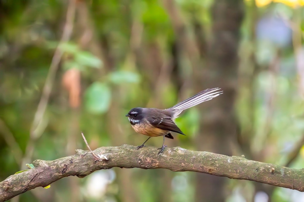 New Zealand Fantail - ML623136365