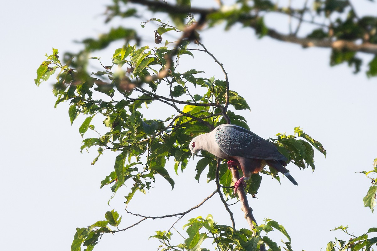 Pinon's Imperial-Pigeon - Per Smith