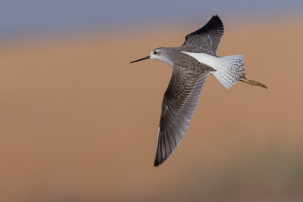 Marsh Sandpiper - ML623136368