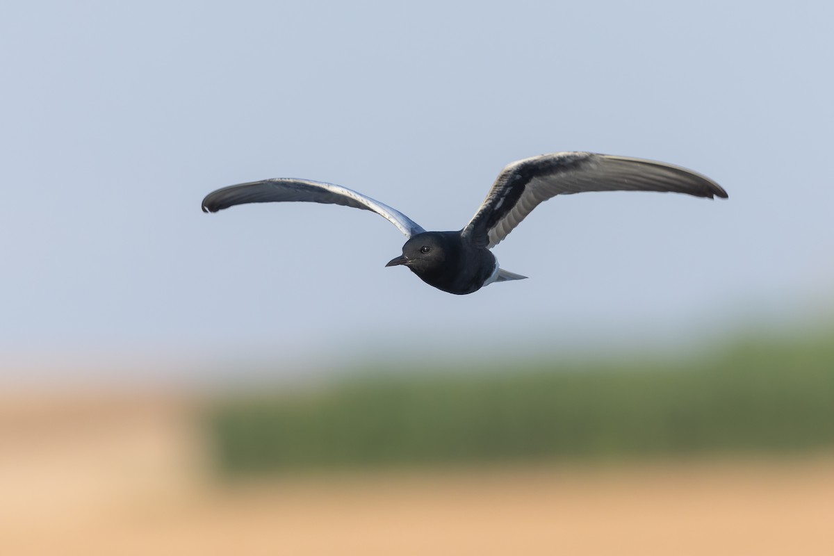 White-winged Tern - ML623136373