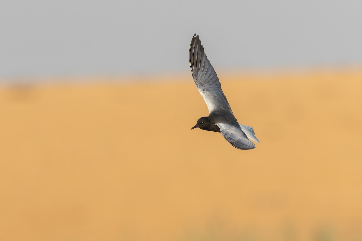 White-winged Tern - ML623136374