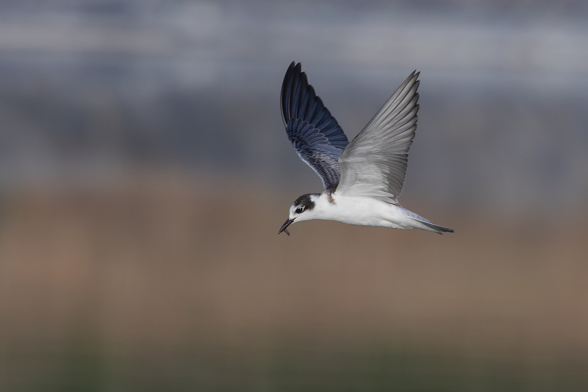 White-winged Tern - ML623136375