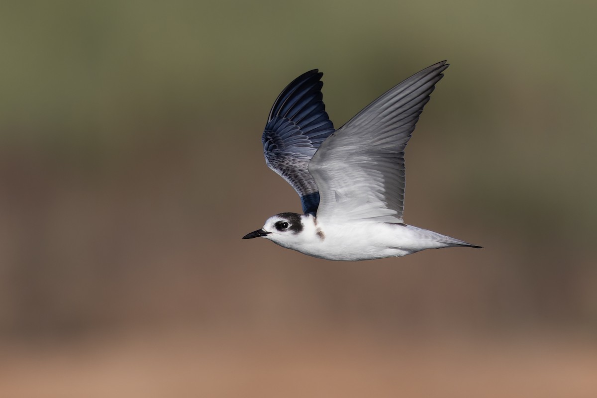 White-winged Tern - ML623136376