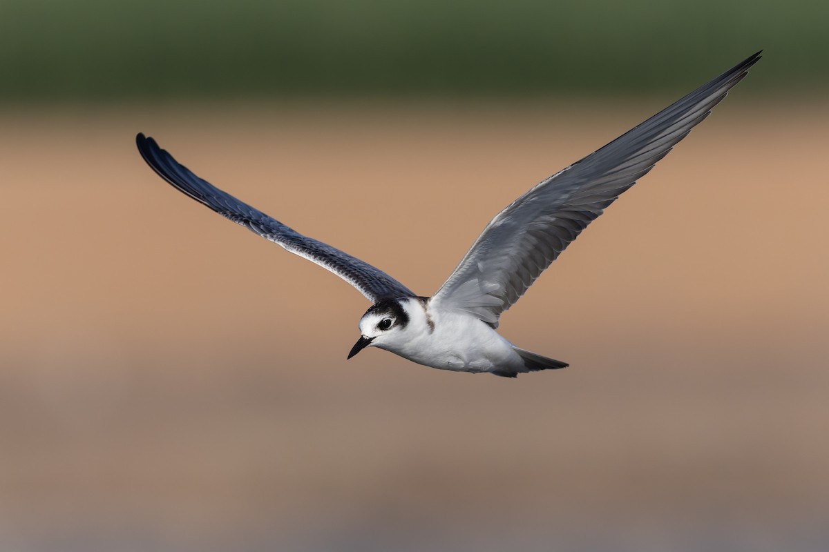 White-winged Tern - ML623136377