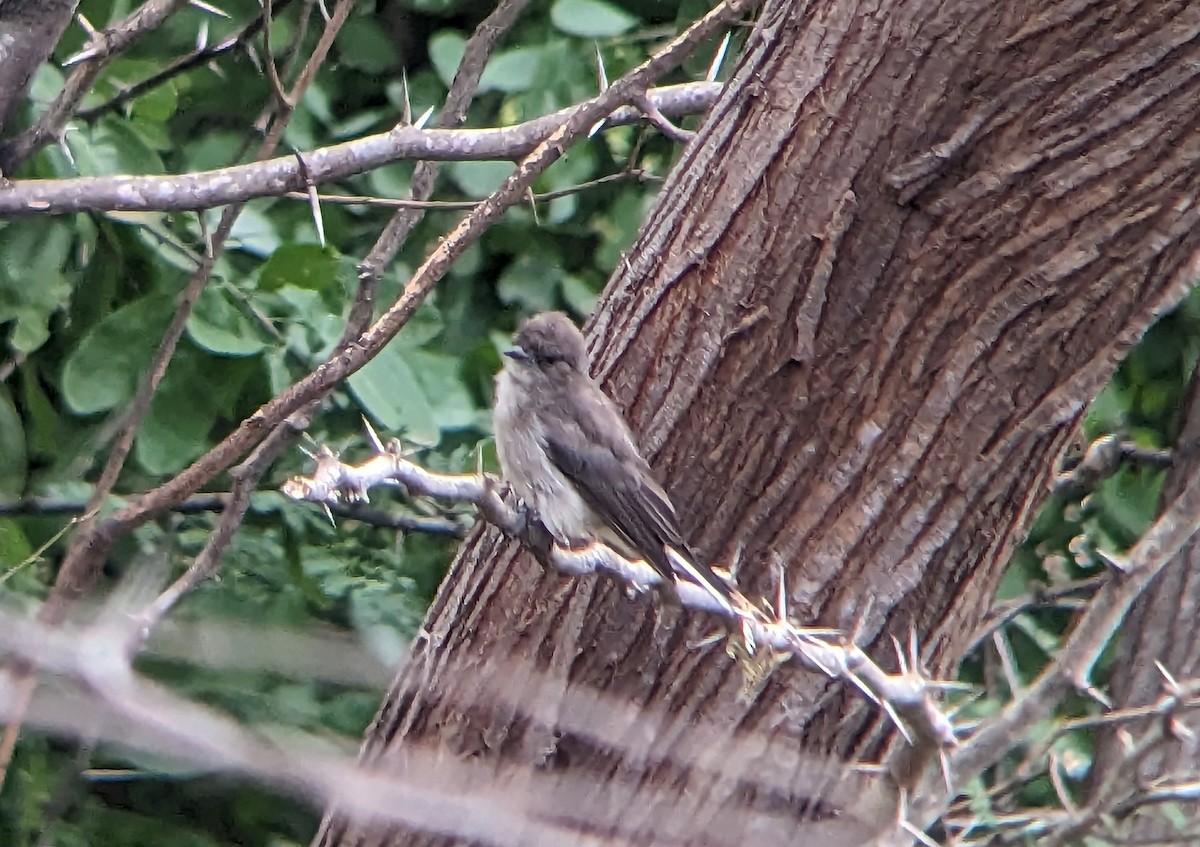 Wahlberg's Honeyguide - ML623136380