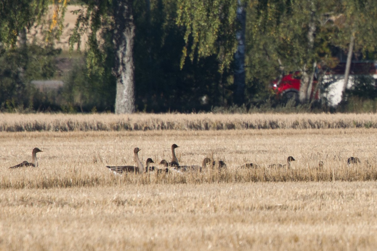 Taiga Bean-Goose - ML623136381