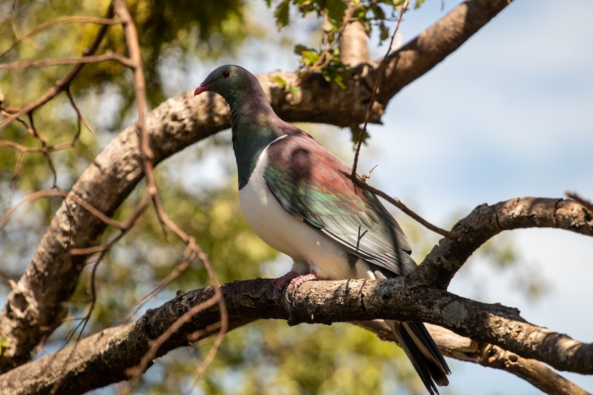 New Zealand Pigeon - ML623136383