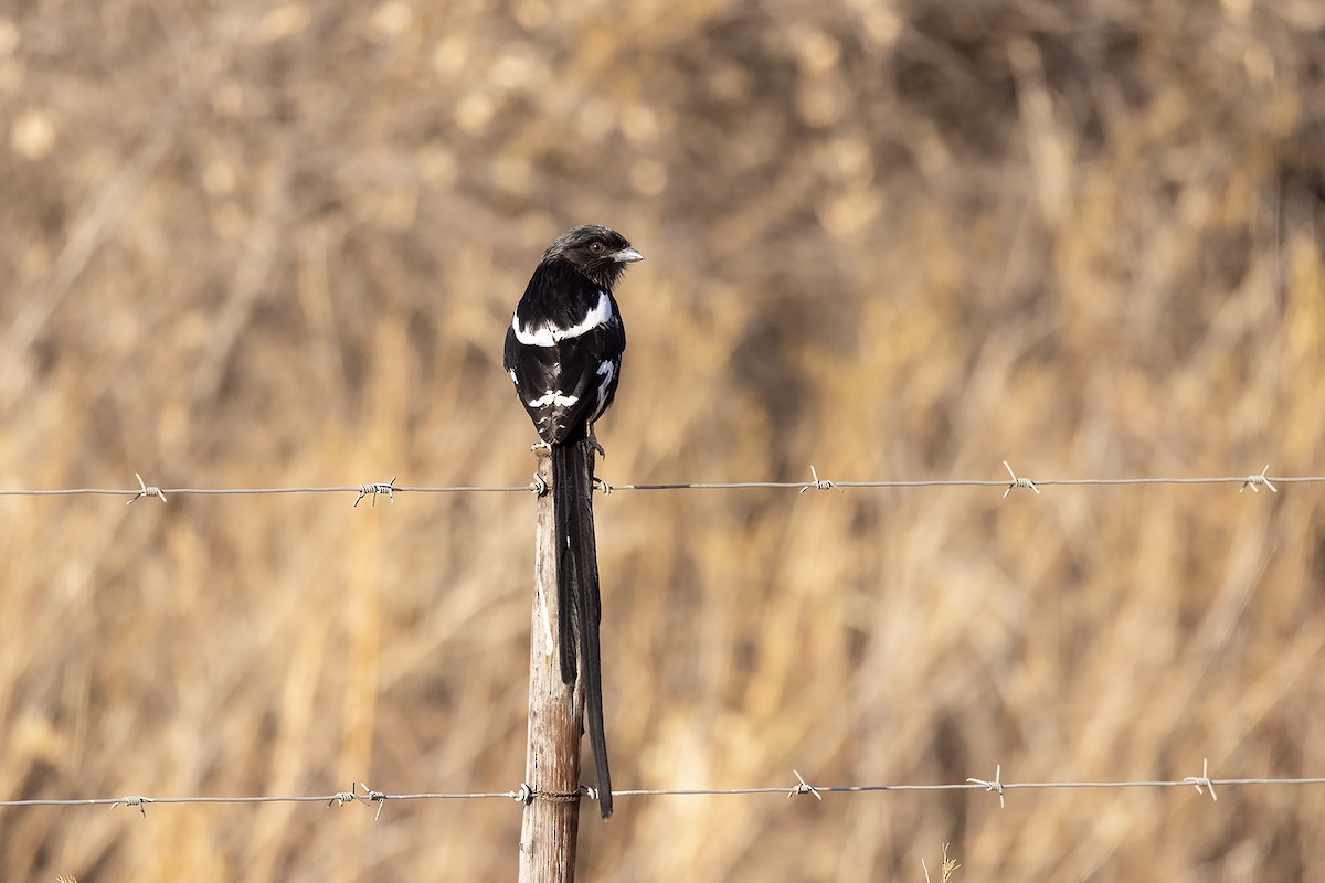 Magpie Shrike - ML623136386