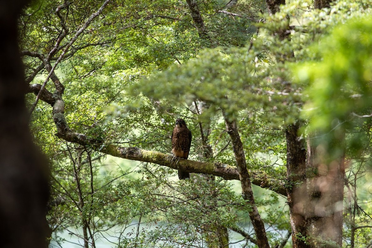 New Zealand Falcon - ML623136387