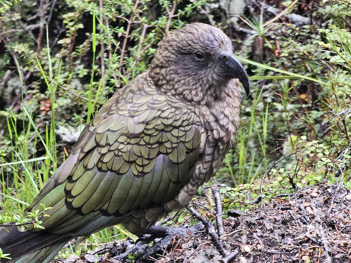 Kea - ML623136400