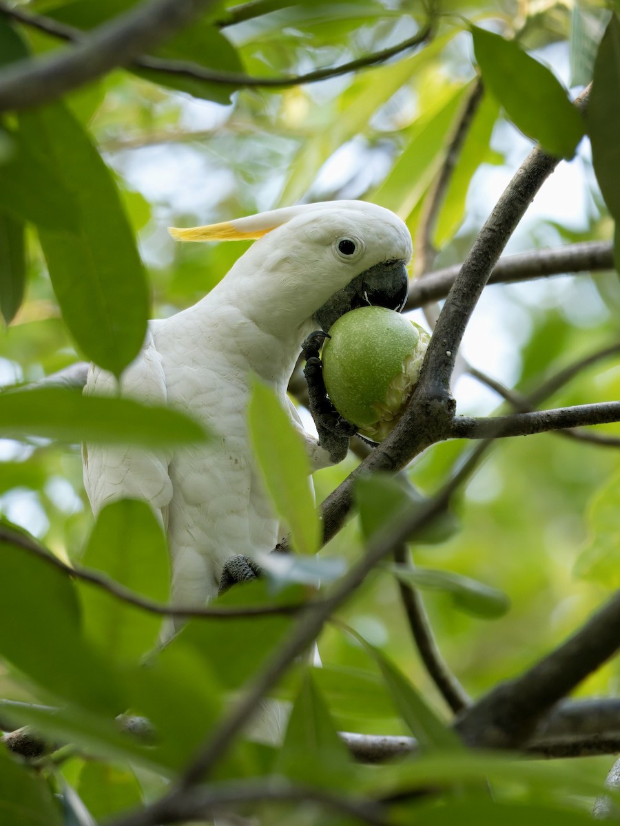 Yellow-crested Cockatoo - ML623136414