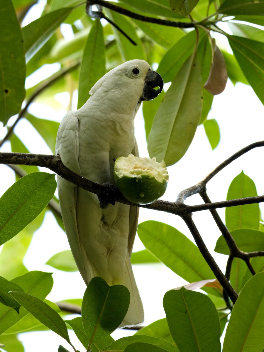 Yellow-crested Cockatoo - ML623136415