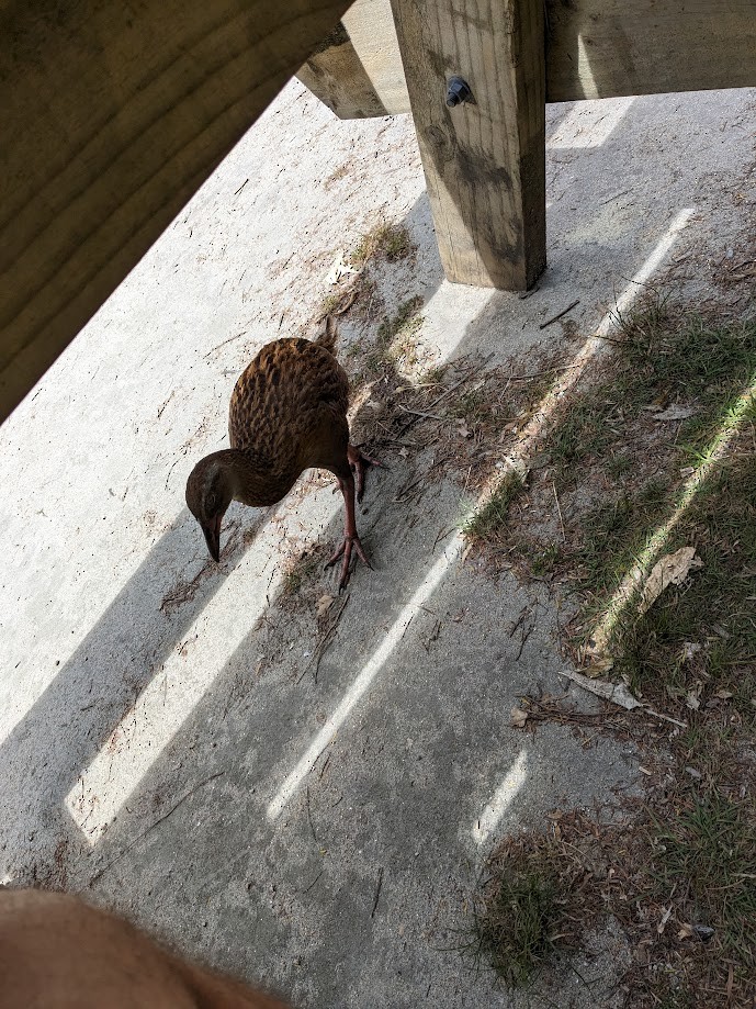 ニュージーランドクイナ - ML623136423