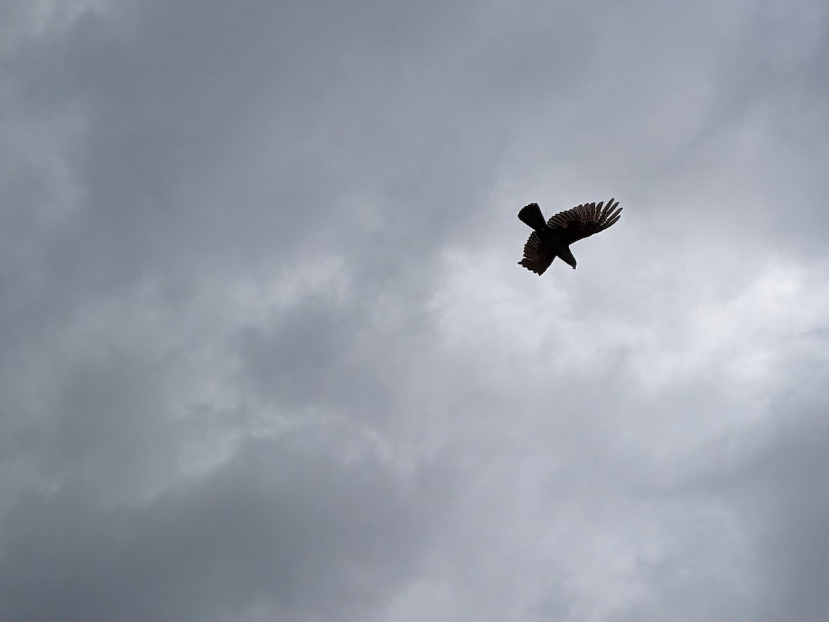 カカ - ML623136426