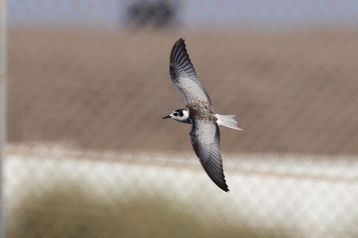 White-winged Tern - ML623136448