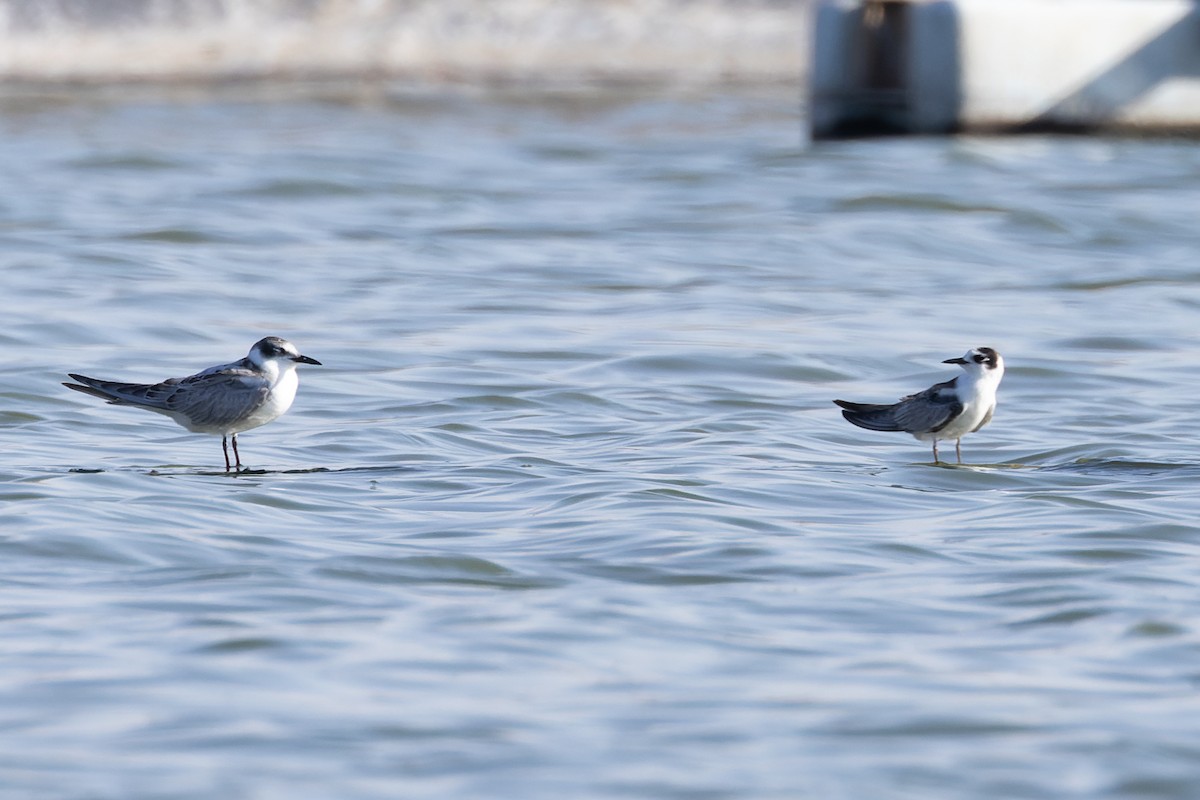 White-winged Tern - ML623136449