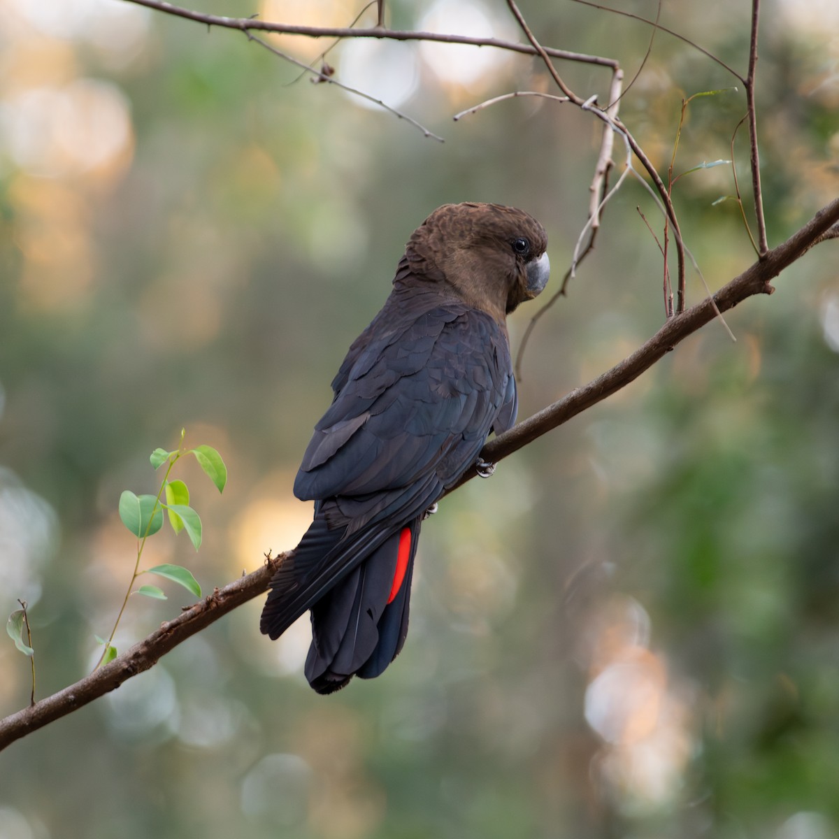 kakadu hnědohlavý - ML623136477