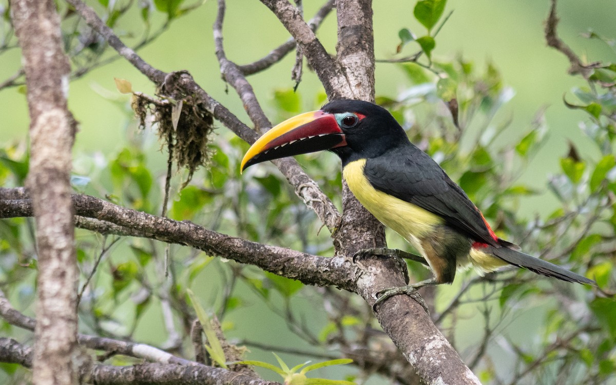 Green Aracari - ML623136511