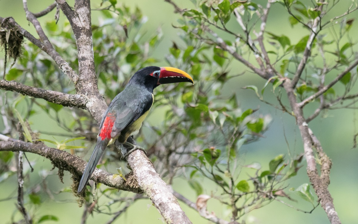 Green Aracari - ML623136512