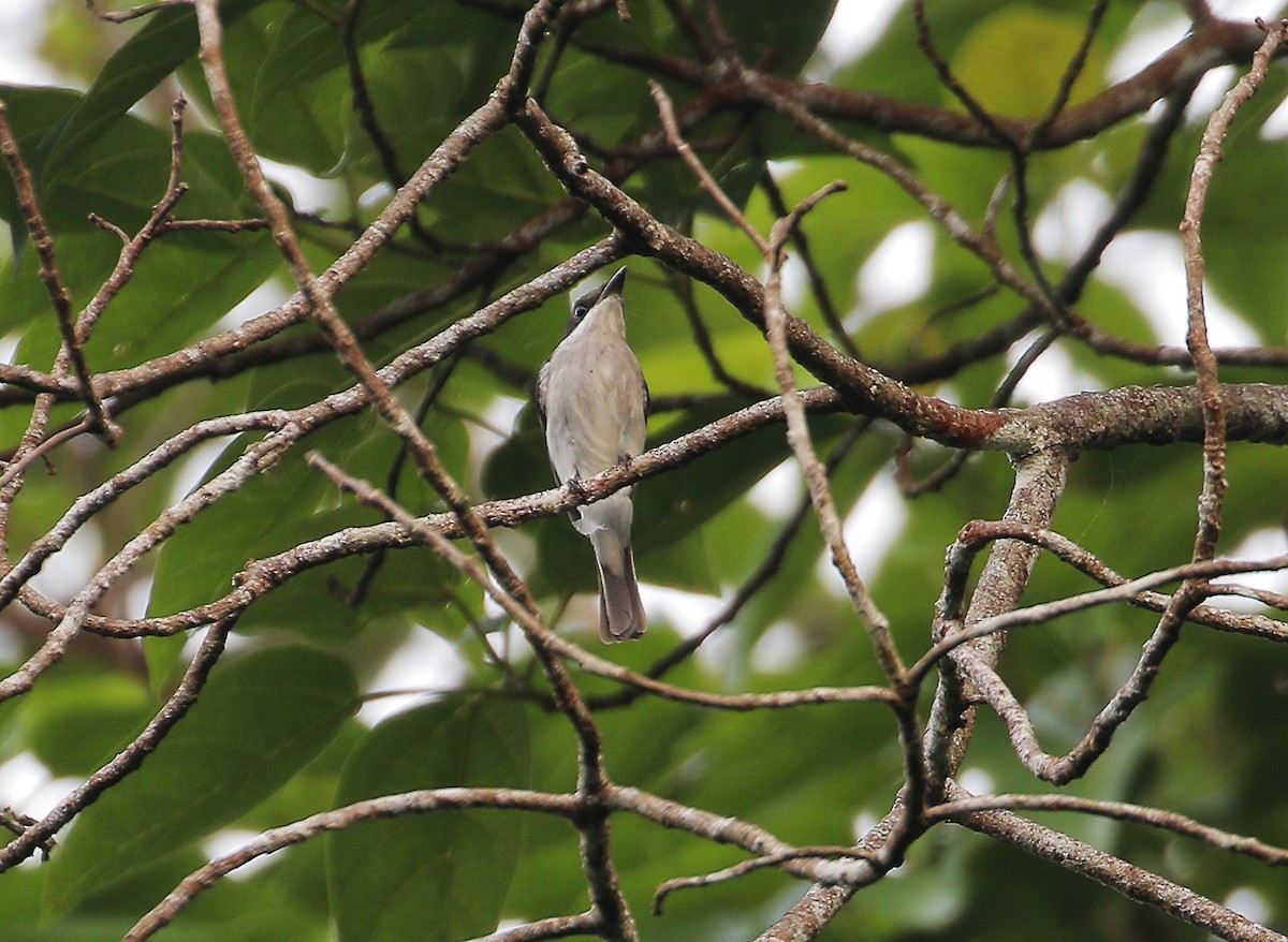 Black-winged Flycatcher-shrike - ML623136677