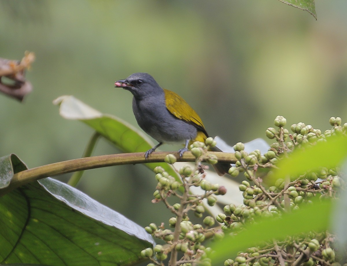 Gray-bellied Bulbul - ML623136682