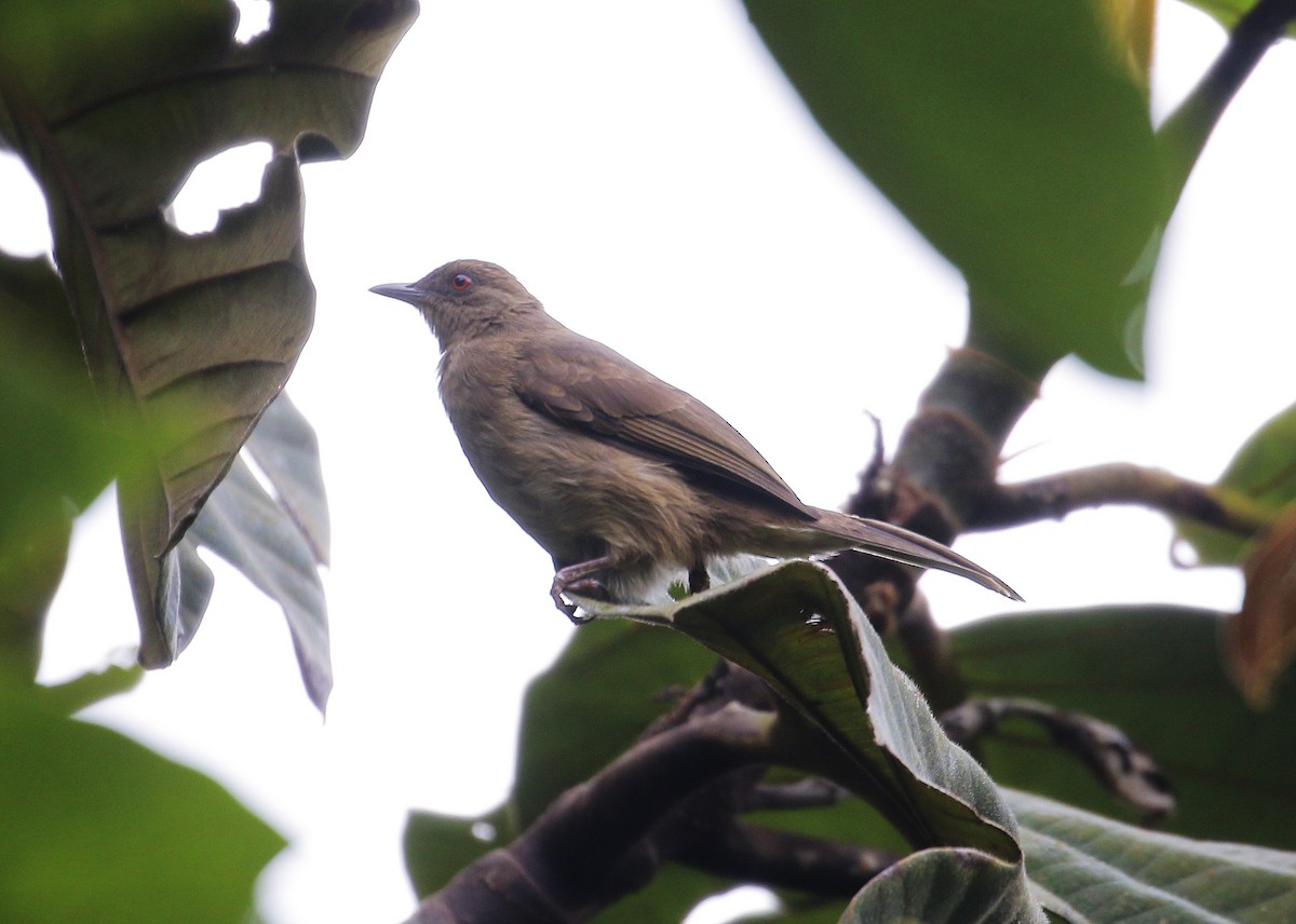 Red-eyed Bulbul - ML623136729