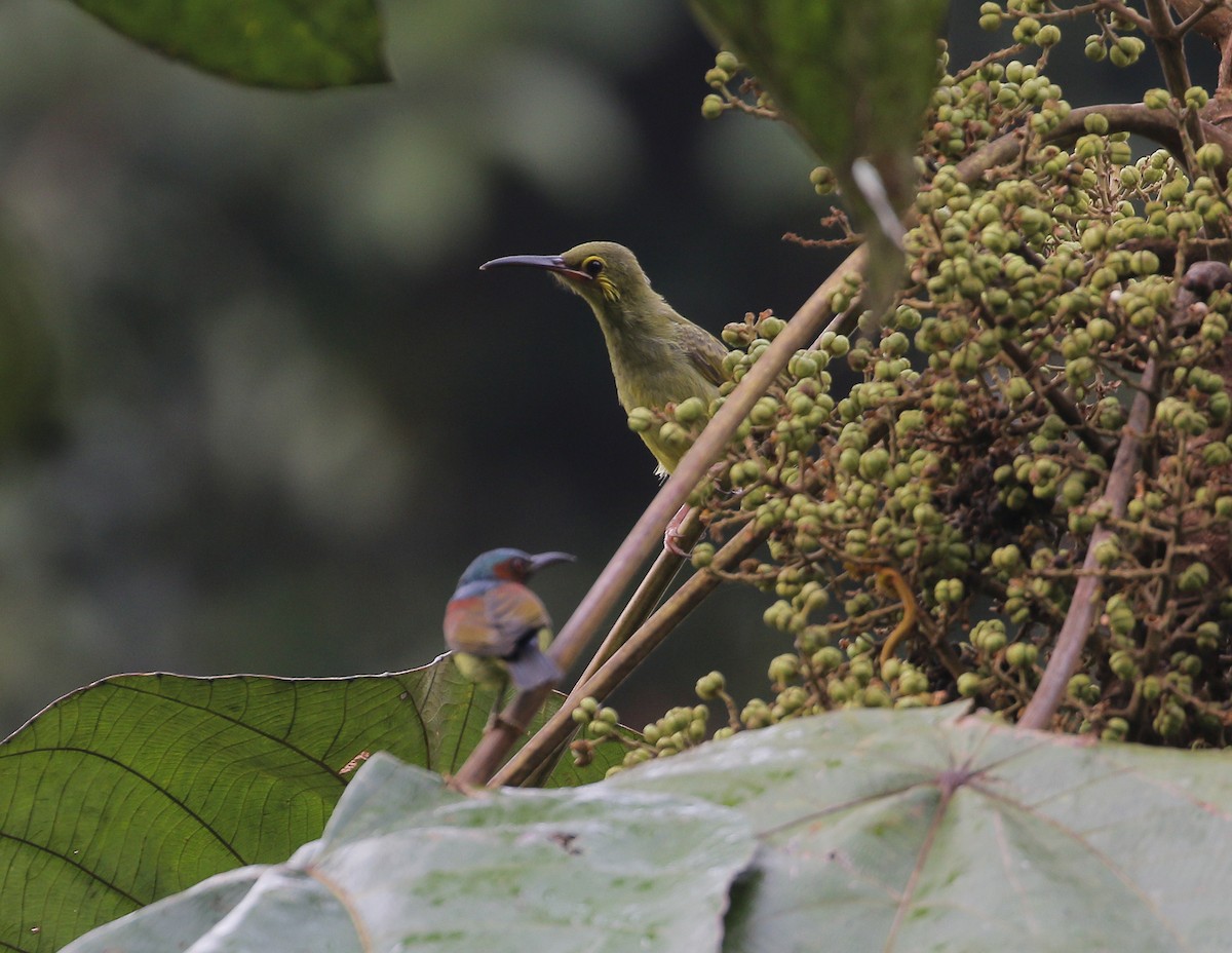 Yellow-eared Spiderhunter - ML623136734