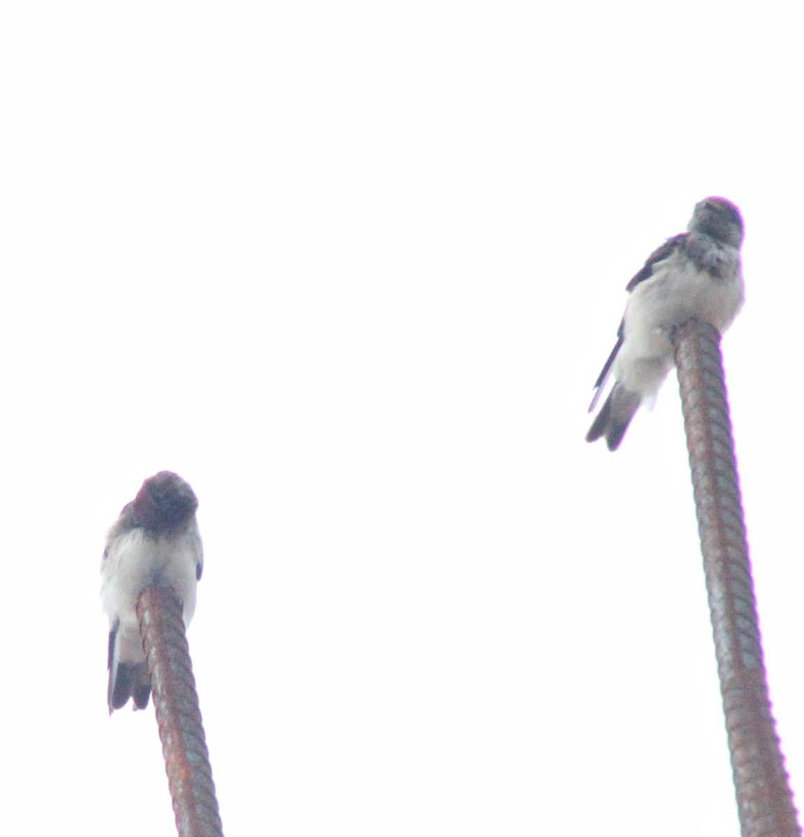 Streak-throated Swallow - ML623136746