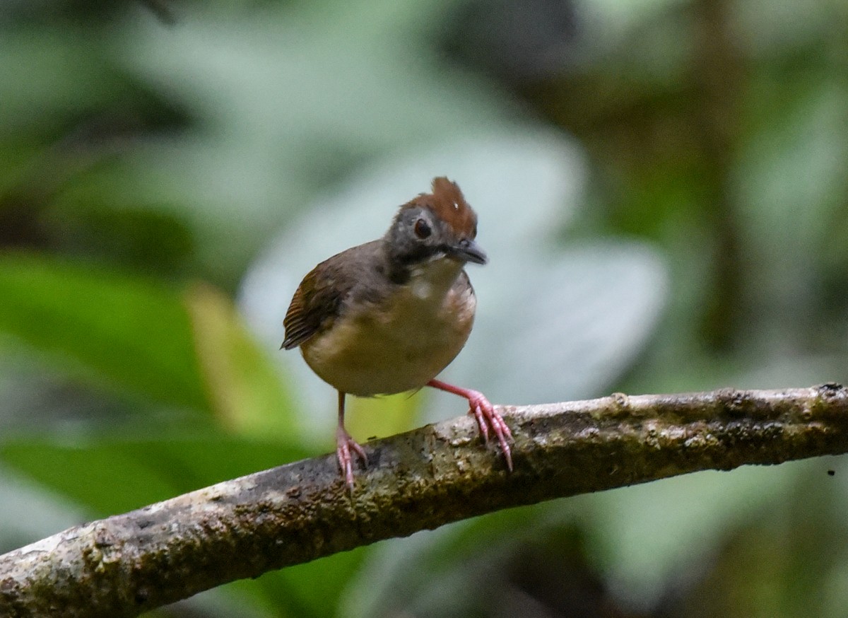 Short-tailed Babbler (Leaflitter) - ML623136755