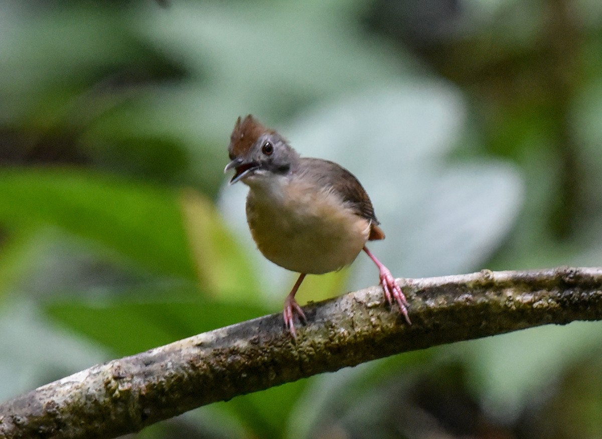 Short-tailed Babbler (Leaflitter) - ML623136756