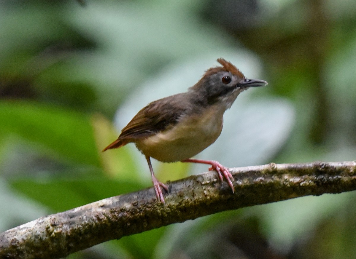 Short-tailed Babbler (Leaflitter) - ML623136757