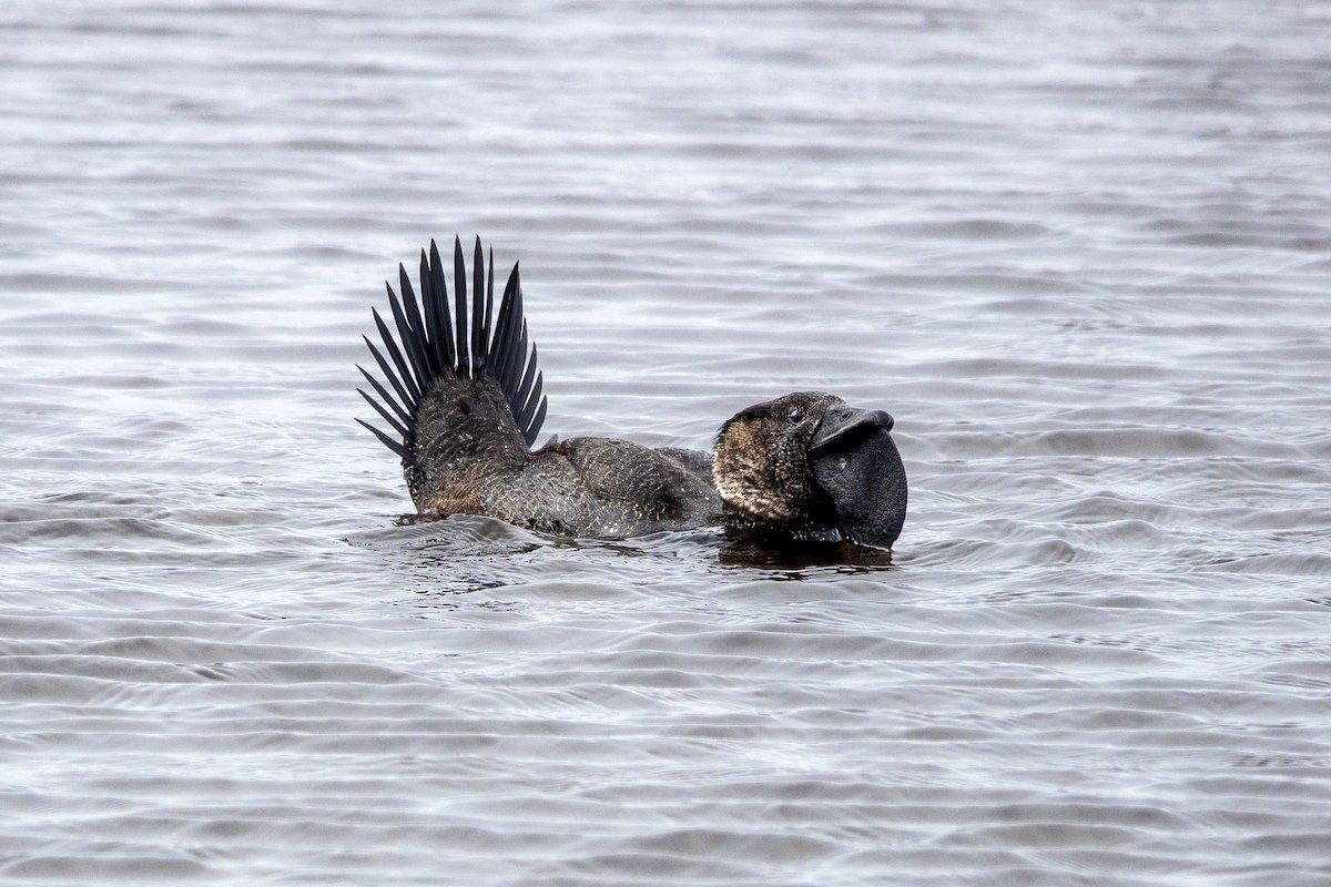 Musk Duck - ML623136771