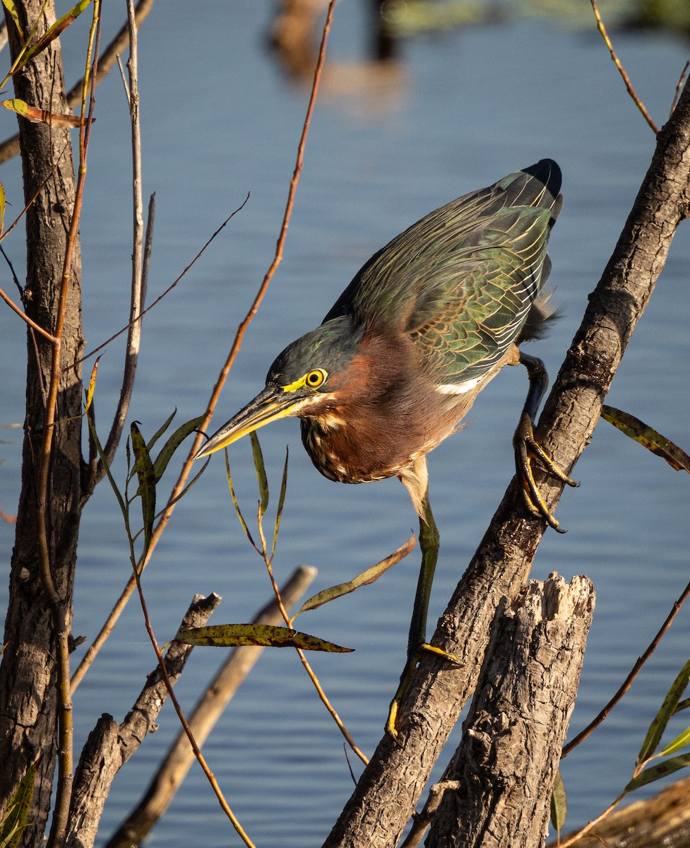 Green Heron - ML623136900