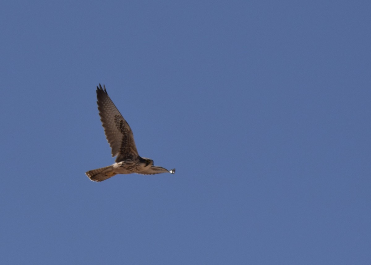 Lanner Falcon - ML623136929