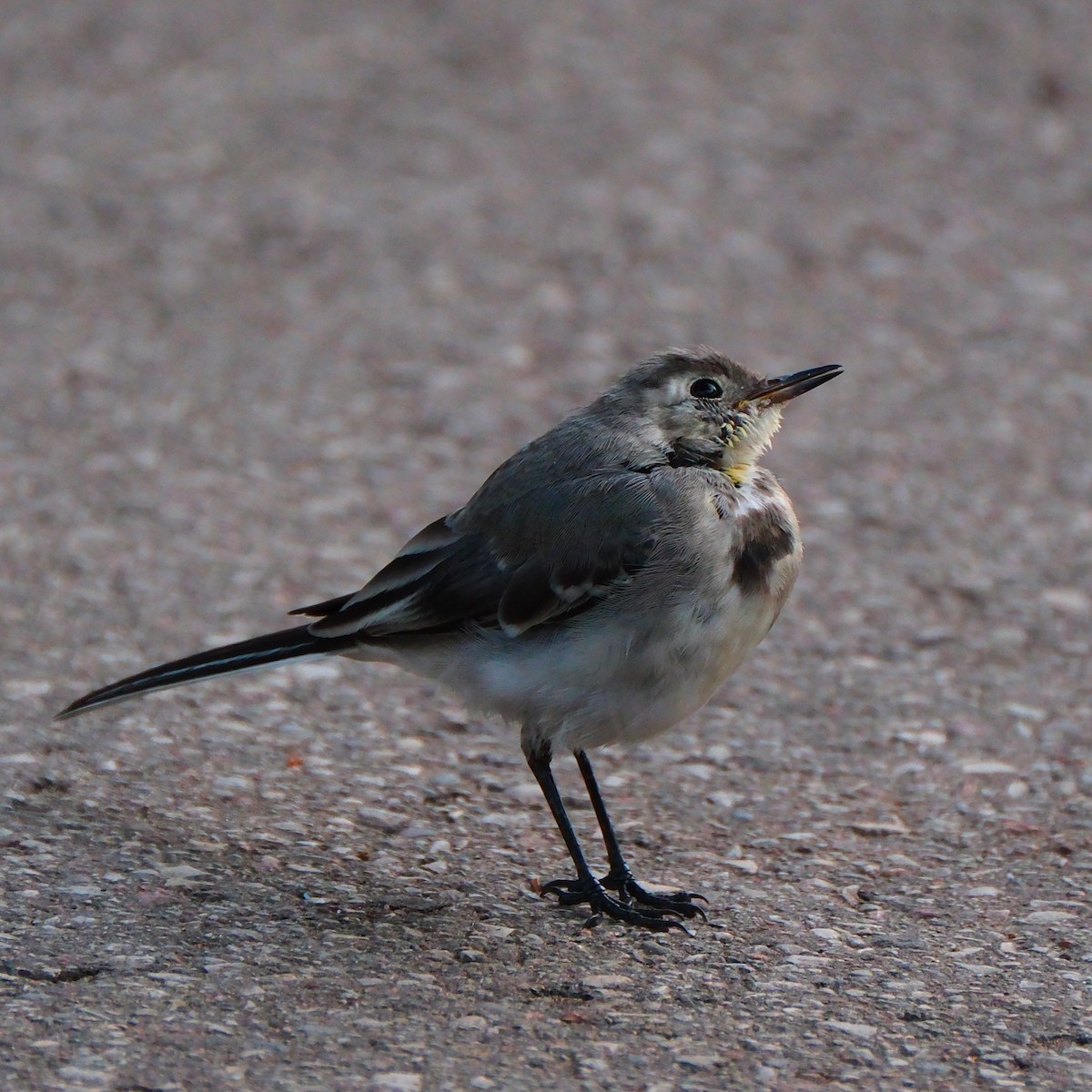 White Wagtail - ML623136945