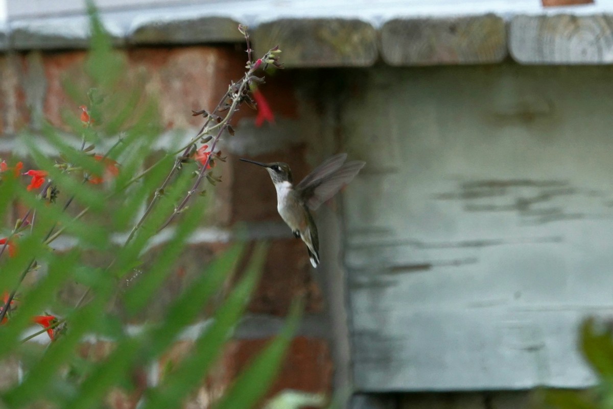 Ruby-throated Hummingbird - deborah grimes