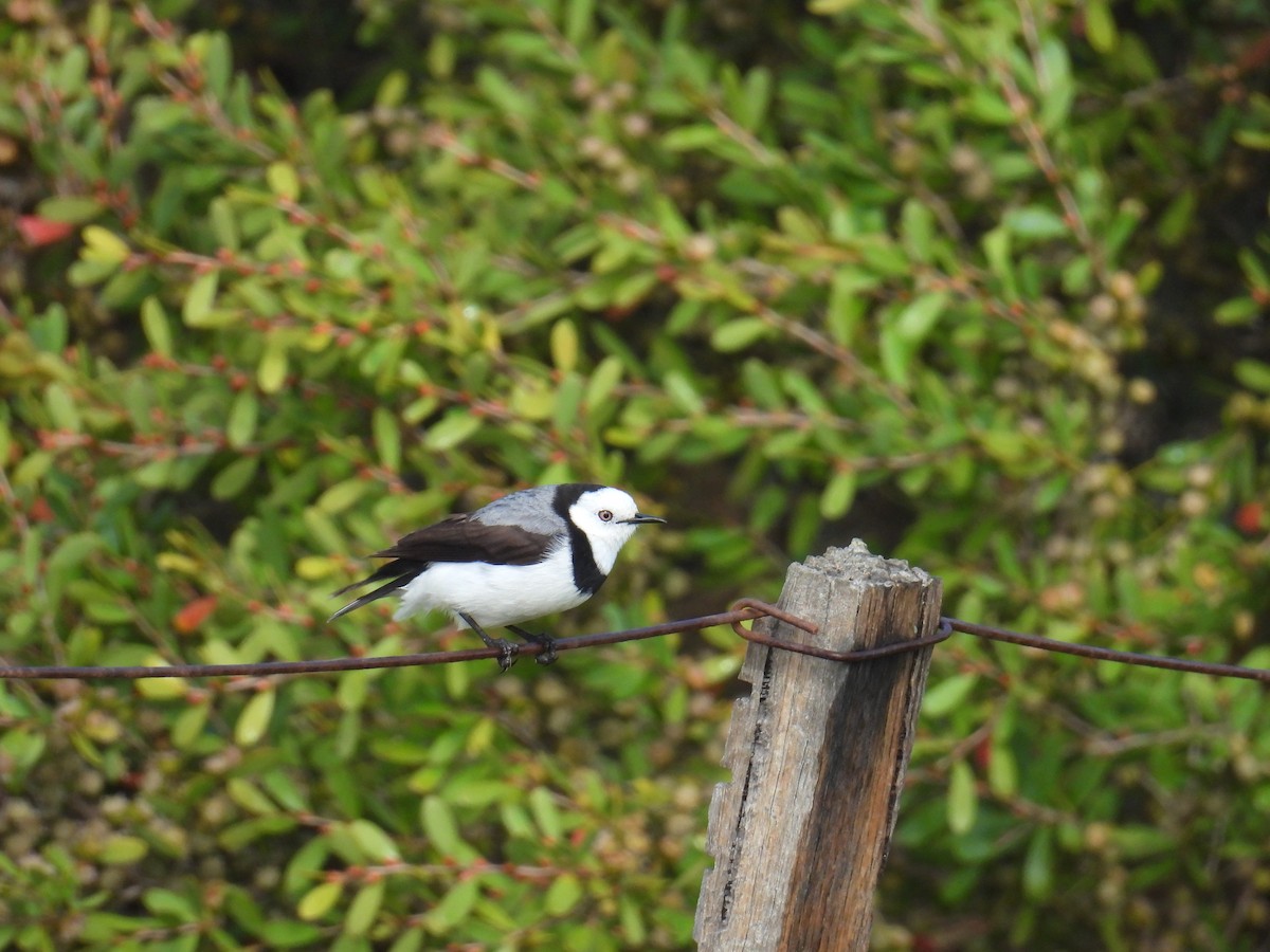 White-fronted Chat - ML623136965