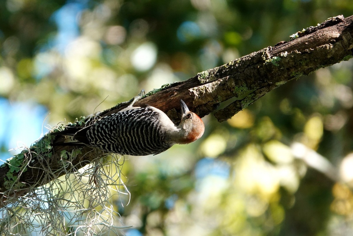 Red-bellied Woodpecker - ML623136967