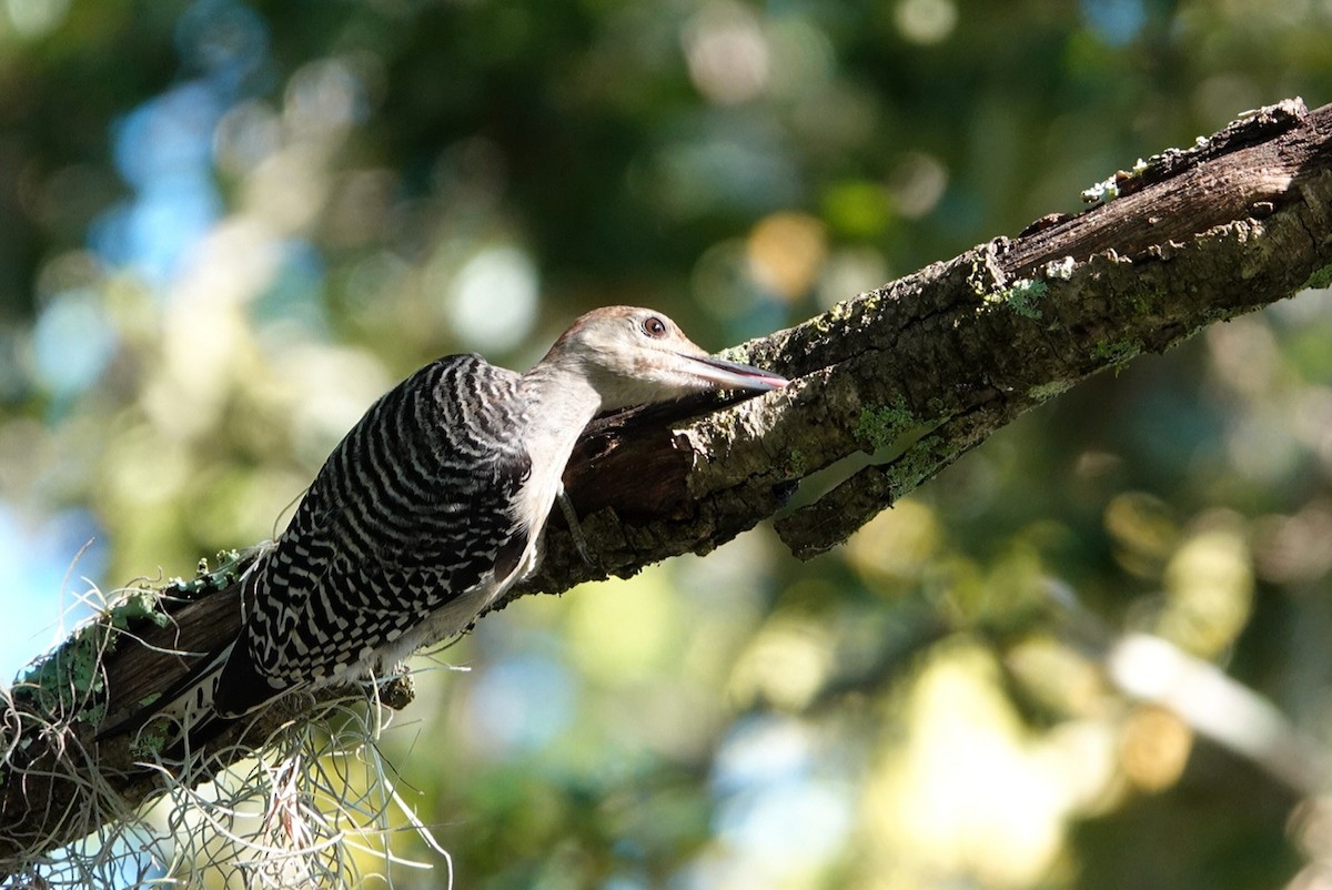 Red-bellied Woodpecker - ML623136977