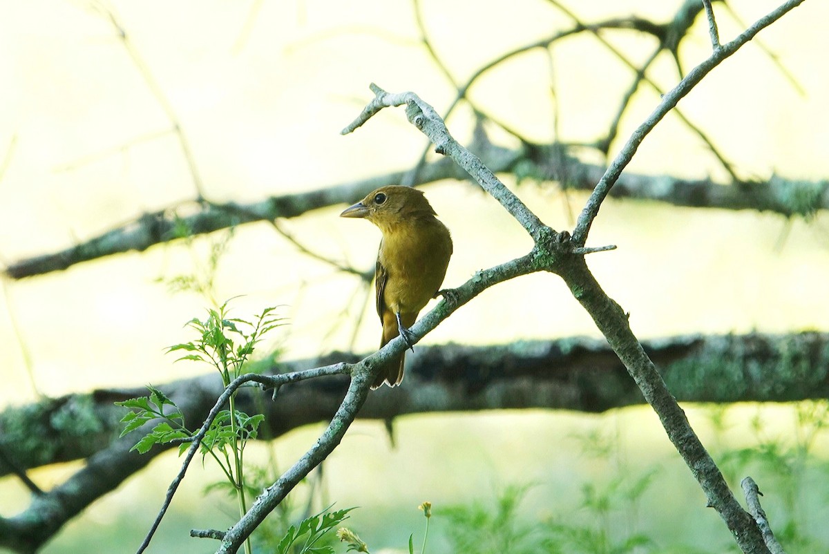 Summer Tanager - ML623136983