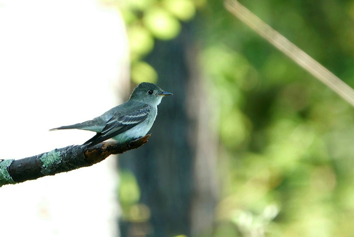 Eastern Wood-Pewee - ML623136992