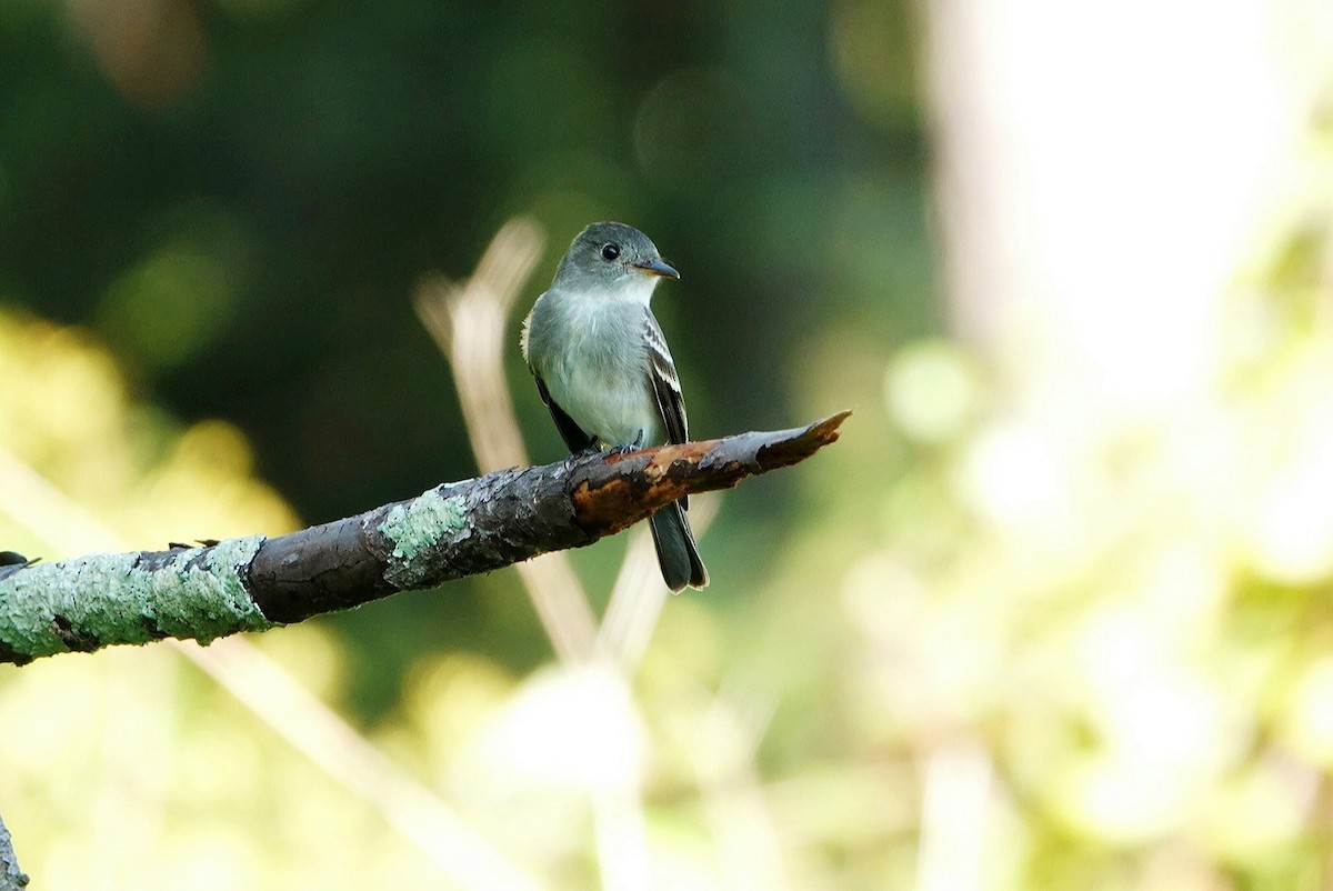 Eastern Wood-Pewee - ML623136994