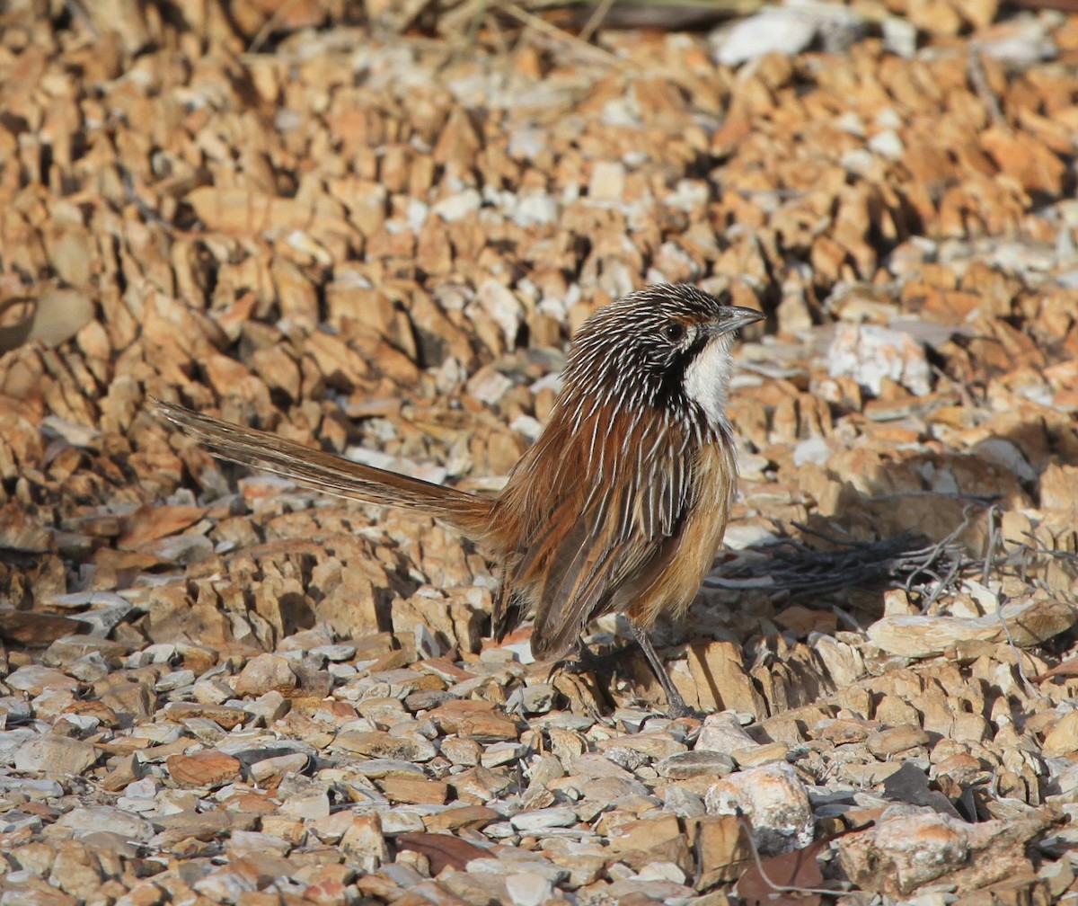 Carpentarian Grasswren - ML62313701